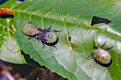 Green Shieldbug [Palomena prasina]