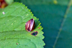 Girdled Snail [Hygromia cinctella]