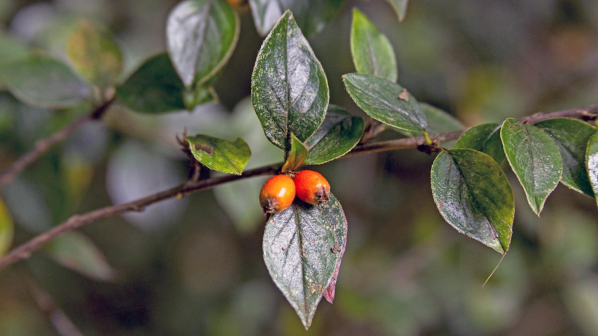 Himalayan Cotoneaster [Cotoneaster simonsii?]