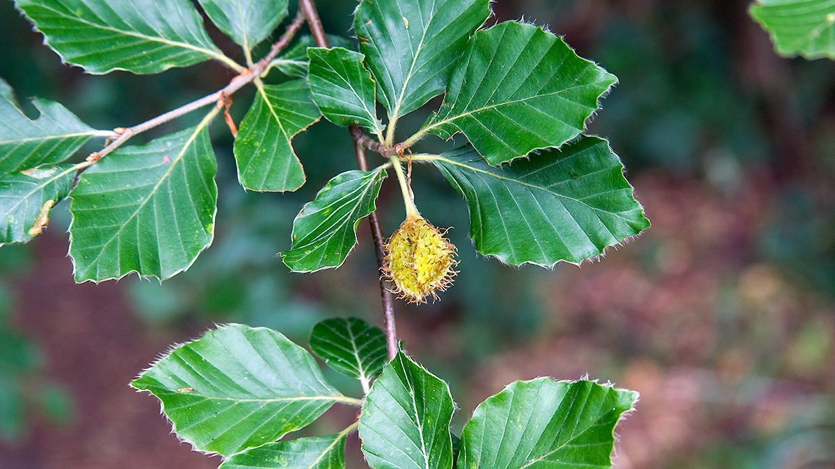 Beech [Fagus sylvatica]