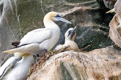Northern Gannet [Morus bassanus]