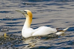 Northern Gannet [Morus bassanus]