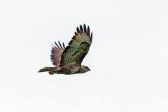 Common Buzzard [Buteo buteo buteo]