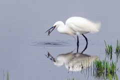 Little Egret [Egretta garzetta garzetta]
