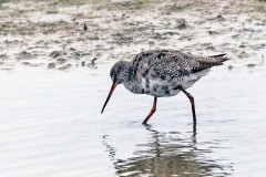 Spotted Redshank [Tringa erythropus]