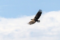 White-tailed Eagle [Haliaeetus albicilla]