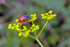 7-spot Ladybird [Coccinella septempunctata]