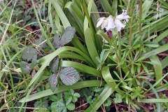 Spanish Bluebell [Hyacinthoides hispanica]