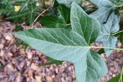 Common Ivy [Hedera helix]