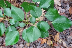 Common Ivy [Hedera helix]