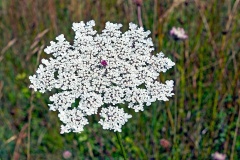 Wild Carrot [Daucus carota]