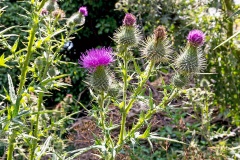 Spear Thistle [Cirsium vulgare]
