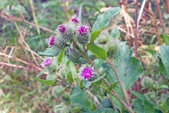 Lesser Burdock [Arctium minus]