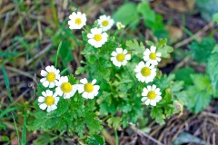 Feverfew [Tanacetum parthenium]