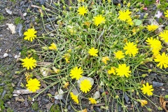 Autumn Hawkbit [Scorzoneroides autumnalis]