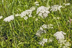 Ground Elder [Aegopodium podagraria]