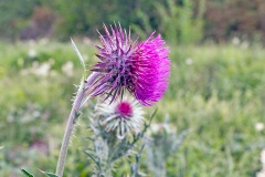 Musk Thistle [Carduus nutans]