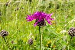 Greater Knapweed [Centaurea scabiosa]
