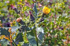Smooth Sow-thistle [Sonchus oleraceus]
