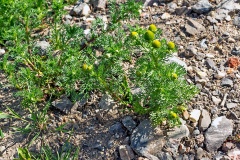 Pineappleweed [Matricaria discoidea]