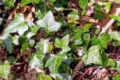 Common Ivy [Hedera helix]