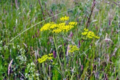 Wild Parsnip [Pastinaca sativa]