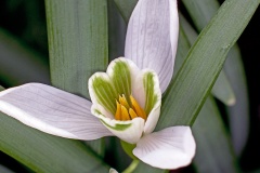 Snowdrop [Galanthus nivalis]