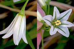 Three-cornered Leek [Allium triquetrum]