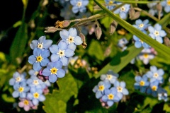 Wood Forget-me-not [Myosotis sylvatica]