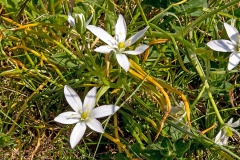 Star-of-Bethlehem [Ornithogalum umbellatum]