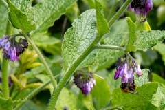 Common Comfrey [Symphytum officinale]