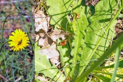 Cat’s-ear [Hypochaeris radicata]