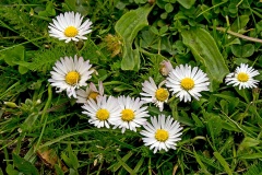 Daisy [Bellis perennis]
