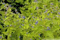 Green Alkanet [Pentaglottis sempervirens]