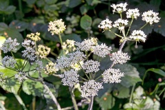 Common Hogweed [Heracleum sphondylium]