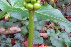 Cuckoo-pint [Arum maculatum]