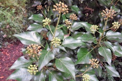 Common Ivy [Hedera helix]