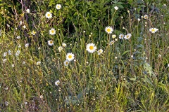 Ox-eye Daisy [Leucanthemum vulgare]