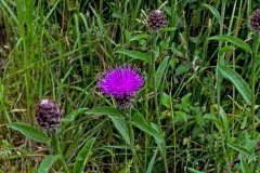 Common Knapweed [Centaurea nigra]