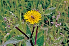 Bristly Oxtongue [Helminthotheca echioides]