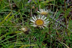 Carline Thistle [Carlina vulgaris]