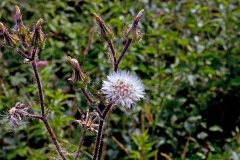 Bristly Oxtongue [Helminthotheca echioides]