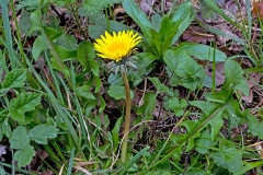 Dandelion [Taraxacum officinale]