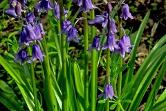 Spanish Bluebell [Hyacinthoides hispanica]