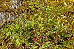 Groundsel [Senecio vulgaris]