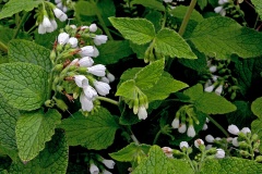 White Comfrey [Symphytum orientale]