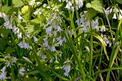 Three-cornered Leek [Allium triquetum]