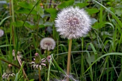 Dandelion [Taraxacum officinale]