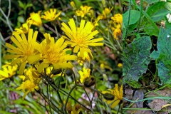 Spotted Hawkweed [Hieracium spilophaeum]