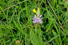 Common Spotted Orchid [Dactylorhiza fuchsii]